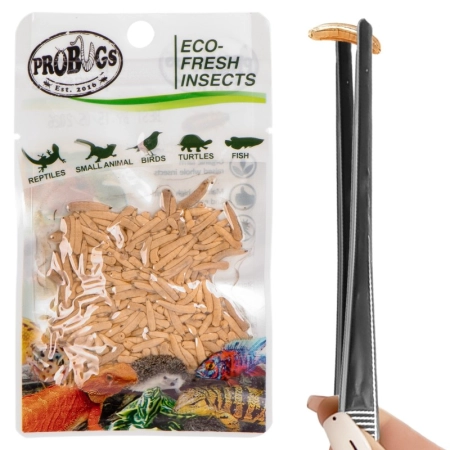 ProBugs Eco-Fresh Riceworm 15g - świeże larwy muchy